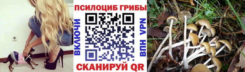 Галлюциногенные грибы MAGIC MUSHROOMS  mega ссылка  Очёр  купить закладку 